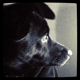black dog photography