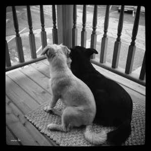 black-dog-white-dog